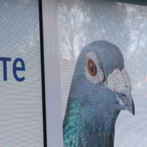 Perfo film for veterinary center KaVet, Plovdiv Perfo film for veterinary center KaVet, Plovdiv